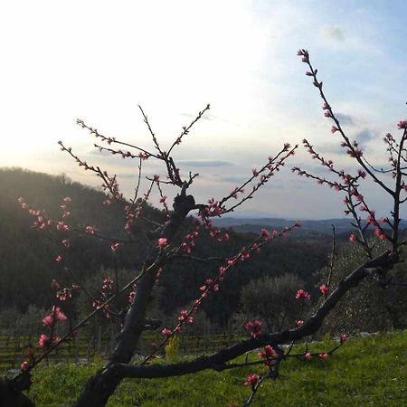Agriturismo San Silvestro San Donato in Poggio Exteriér fotografie
