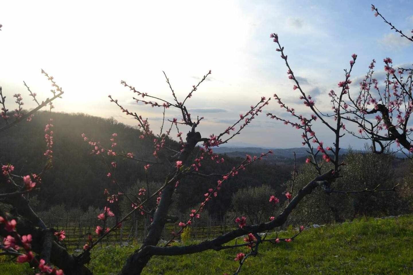 Agriturismo San Silvestro San Donato in Poggio Exteriér fotografie